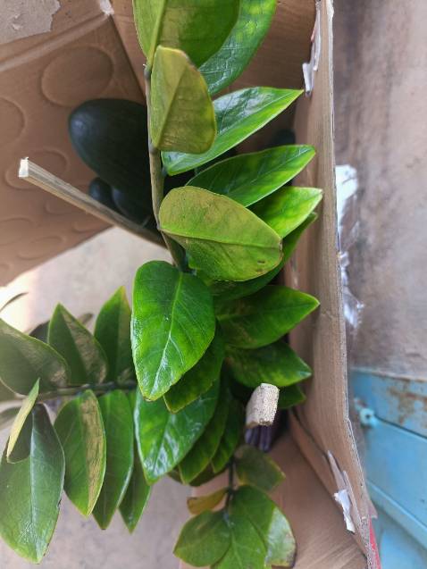 Cây khỏe, bầu chắc chắn, đóng gói cẩn thận.