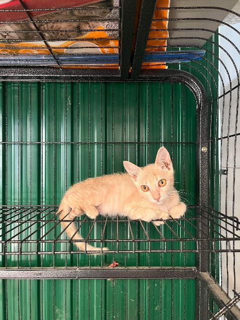 Mèo nhà mình chỉ thích loại này. Hàng date xa