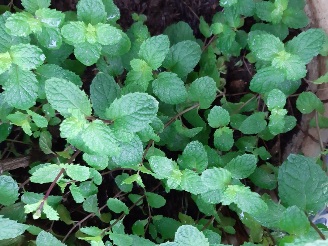 Sản phẩm khô, không có mùi hôi. Bón vào rau thấy có vẻ ổn, cây hoa thì chưa rõ