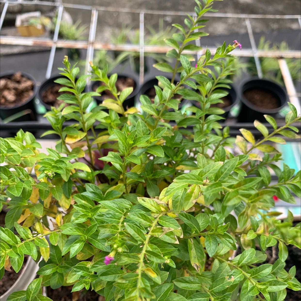 Hàng giao 2 cây đều đẹp, một cây đã trổ hoa ok