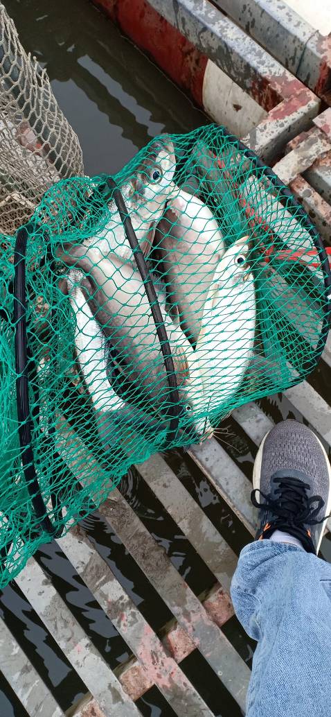 Hàng đúng mô tả. Phù hợp với giá tiền. Thích hợp cần 5m4 trở xuống. Dài hơn thì vẫn cố dc mà hơi yếu. Cho 5 sao