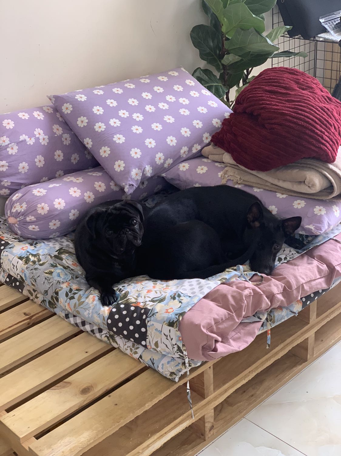 Chưa biết chê gì với sản phẩm này. Trừ việc sử dụng phần mềm logioption trên mac hiện tại chưa được. Mình không hiểu lý do vì sao.
Chuột nặng đầm (hoàn toàn không thích hợp cho việc sử dụng để chơi game). Con lăn có 2 chế độ lăn rất thích. Có thể nói dòng chuột này cực hoàn hảo cho công việc. Việc chuyển đổi qua lại giữa 3 thiết bị cực nhanh và không bị đứt kết nối. Rất xứng đáng. Rào cản duy nhất của nó là giá. :D