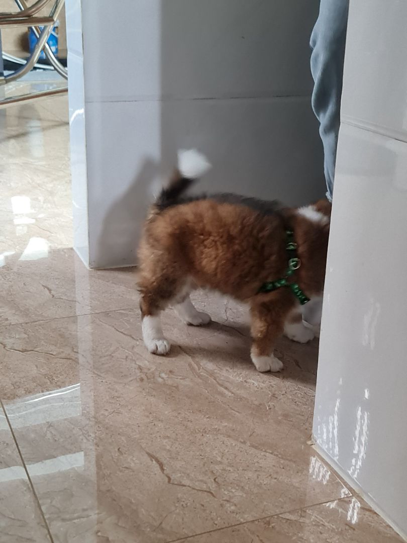 Dây hơi mỏng, không thích hợp cho cún nào đang trong giai đoạn ngứa răng. tuy nhiên không thể yêu cầu nhiều ở sản phẩm trong tầm giá này :D