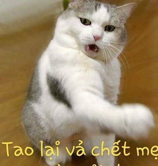 nó ko có bọc bằng bookcare