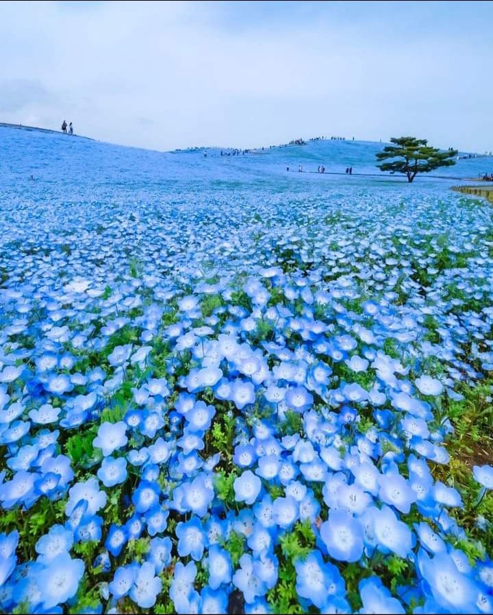 mua khăn kích thước 25×25 mà giao khăn nhỏ xíu chỉ 12×24 rất thất vọng, shop làm ăn k có tâm nếu khăn nhỏ thì nói nhỏ để người mua cân nhắc trước khi mua để khi mua về nhỏ xíu k làm được gì, liên hệ với shop thì bảo giao hàng đúng mẫu, k có bn tiền mà làm ăn vậy mua 1 lần rồi chạy mất dép