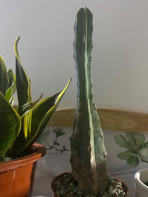 Giao nhanh , đóng gói kỹ