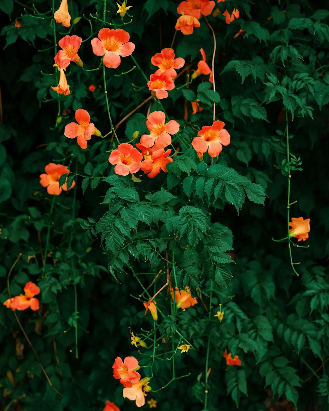 Giao hàng nhanh chóng, gói hàng ổn, có quà tặng kèm, xài nhiều chai rồi khá tốt