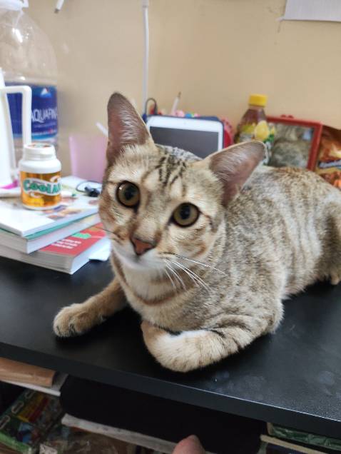 Sách màu chất giấy in tốt , sách thơm nhẹ.rất yêu thích, giao hàng nhanh quá tuyệt