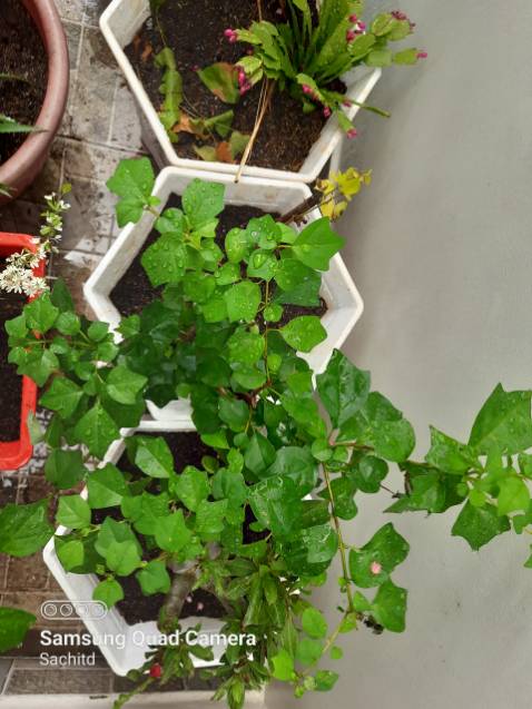 sản phẩm như hình