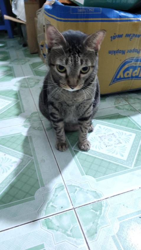 Các chú mèo của tôi đều chịu ăn loại này, có vẻ như là thích thú với món này lắm, meo meo 🐱