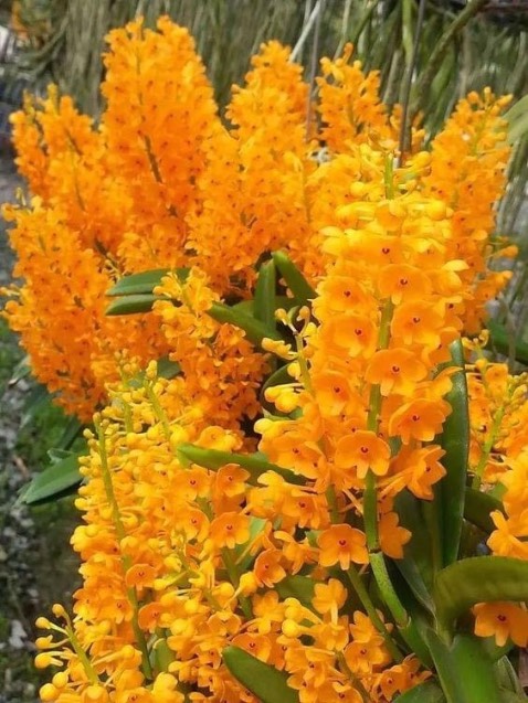 Hàng chuẩn giống hình mặc thoải mái