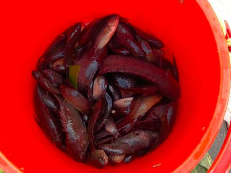 Giao hàng nhanh chất lượng chưa dùng nên chưa biết. Đóng gói sản phẩm chắc chắn. Giá thành rẻ hơn nhà khác nên đc nhiều ng mua