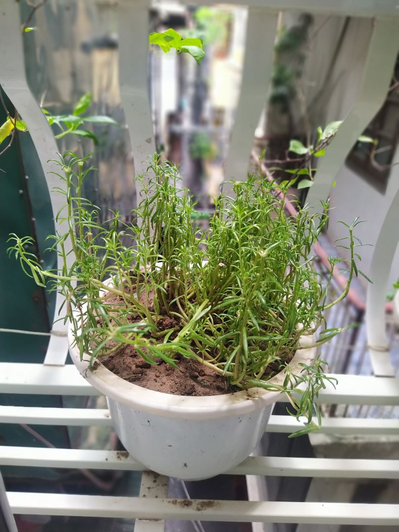 Cây như mô tả. Shop đóng gói cẩn thận, chuyển tới Hà Nội vẫn tươi nguyên.