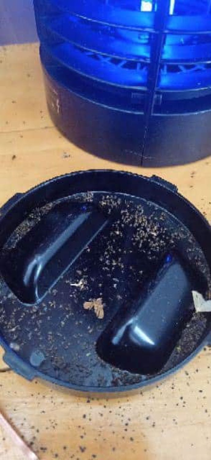 Đèn giao nhanh khá hài lòng, buổi tối đèn diệt hiệu quả hơn lách cách tầm 5 phút nổ 1 lần. Đúng hàng chất lượng sau 10 ngày sử dụng thì diệt khá nhiều. Đây là hình ảnh chưa kể nó dính cả trên đèn và văn cả xác muỗi ra ngoài đấy.