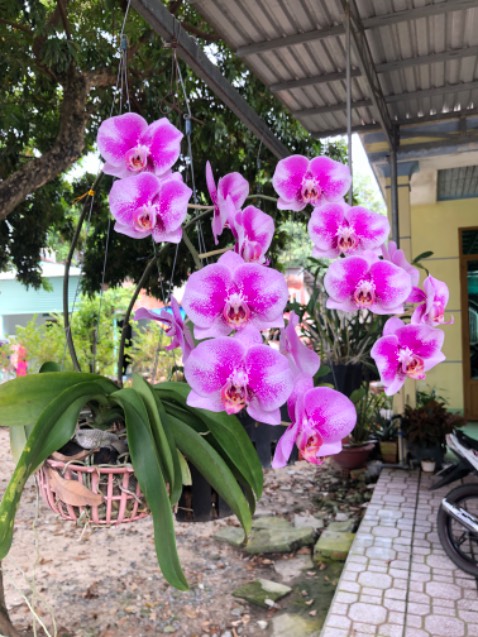 Thơm dễ chịu. Giao hàng nhanh. Hình minh hoạ nha. Thơm dễ chịu. Giao hàng nhanh. Hình minh hoạ nha.