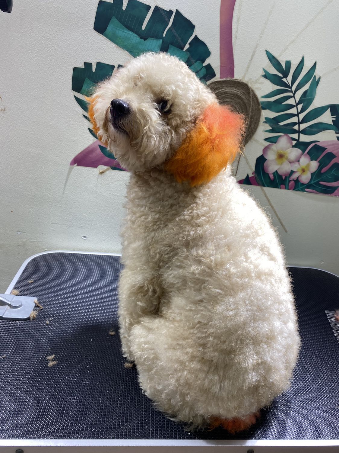 Tốt lắm ạ.
? Chuyên Cắt Tỉa Lông ,Nhuộm Lông PÔDLE và nhận dạy học viên cắt tỉa lông.  
? Nhận đón đưa chó tính theo giá GRAB.  
? Call ***