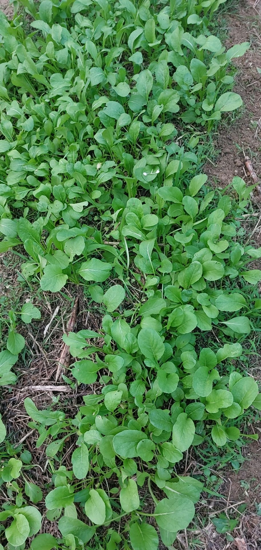 đóng gói chắc chẵn giao hàng thân thiên