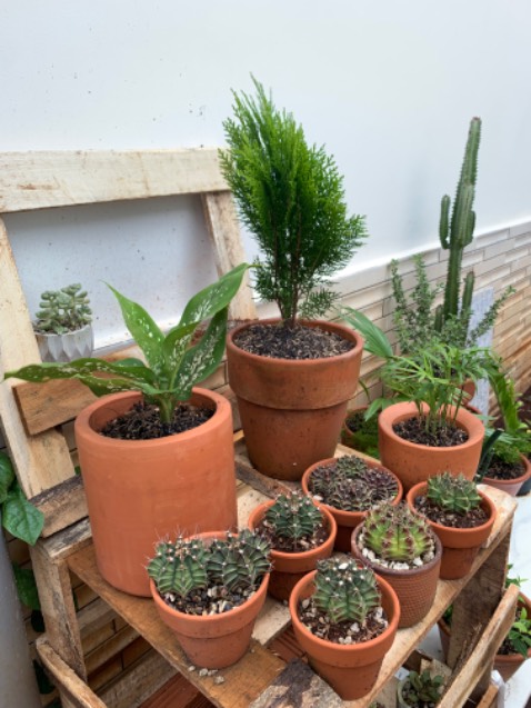 Cây đẹp, tươi, nên mua nhé ace