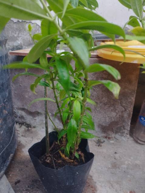 Giao hàng nhanh hơn dự kiến. Tuy nhiên cây bị gãy cành và có hơi vàng lá. Nói chung khá ổn. Hi vọng cây sống khỏe và cho hoa đẹp.