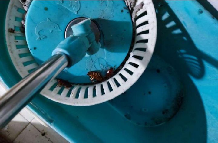 gián chết như ngả dạ, sản phẩm tốt, hiệu quả