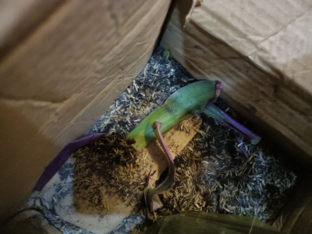 đóng gói rất ẩu tả, cây rách lá tả tơi, nhìn thấy tội cho cái cây