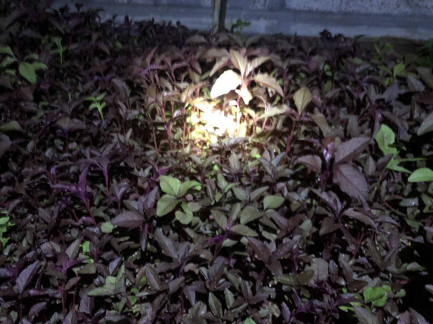 Hạt lên đều giống tốt