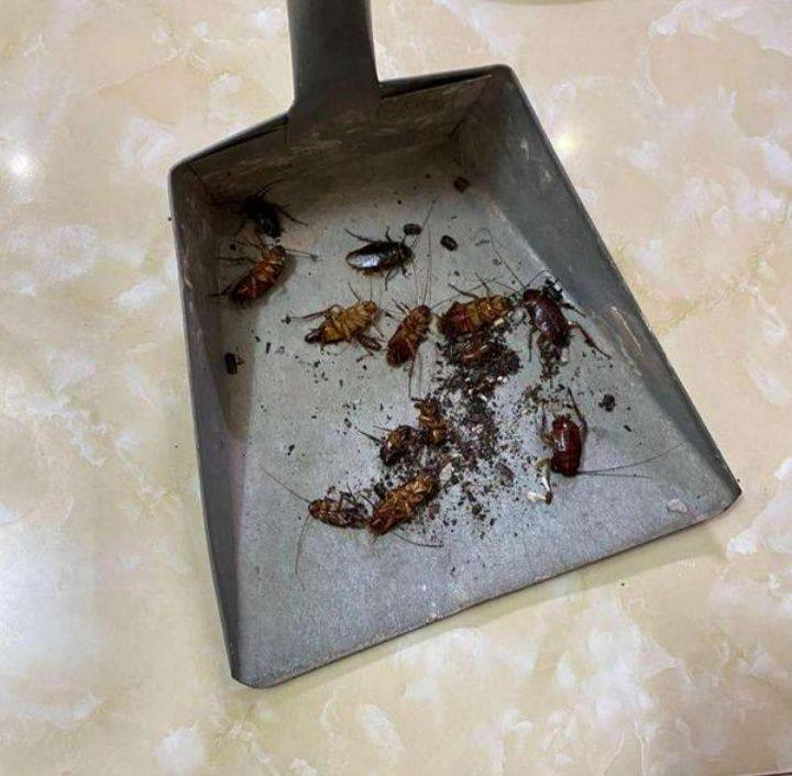 gián chết như ngả dạ, sản phẩm tốt, hiệu quả