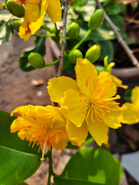 Hàng tốt! Giao hàng nhanh nhưng giá hơi cao xíu!