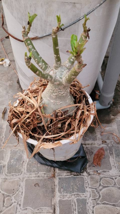 Cây ko giống màu.Chọn mua cây màu vàng nhưng giao cây màu đỏ hay hồng gì đó.Lúc giao cây trơ trụi không có lá chỉ được gốc cây.Trồng mãi mới ra hoa.Hoa ra rồi THẤT VỌNG QUÁ