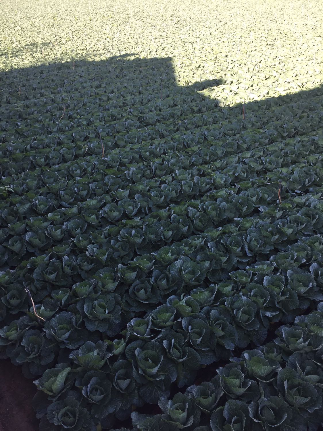 Nhìn khá chắc chắn.. độ bền thì thời gia. Sẽ trả lời