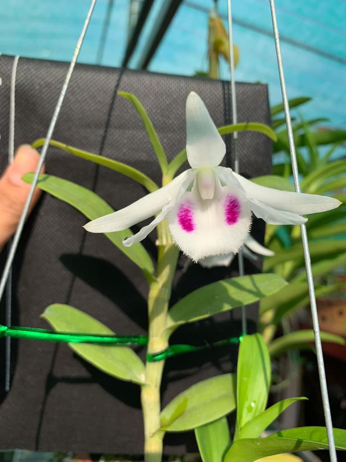 Gói cẩn thận, sạch đẹp