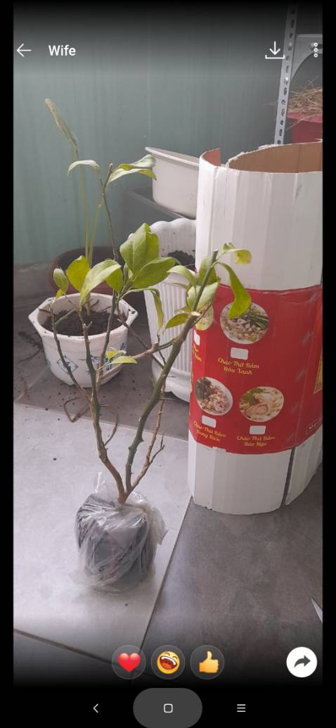 Chào shop, cây lúc nhận thì lá bị vàng hết. Vậy mình phải làm thế nào để cây khoẻ và sống?