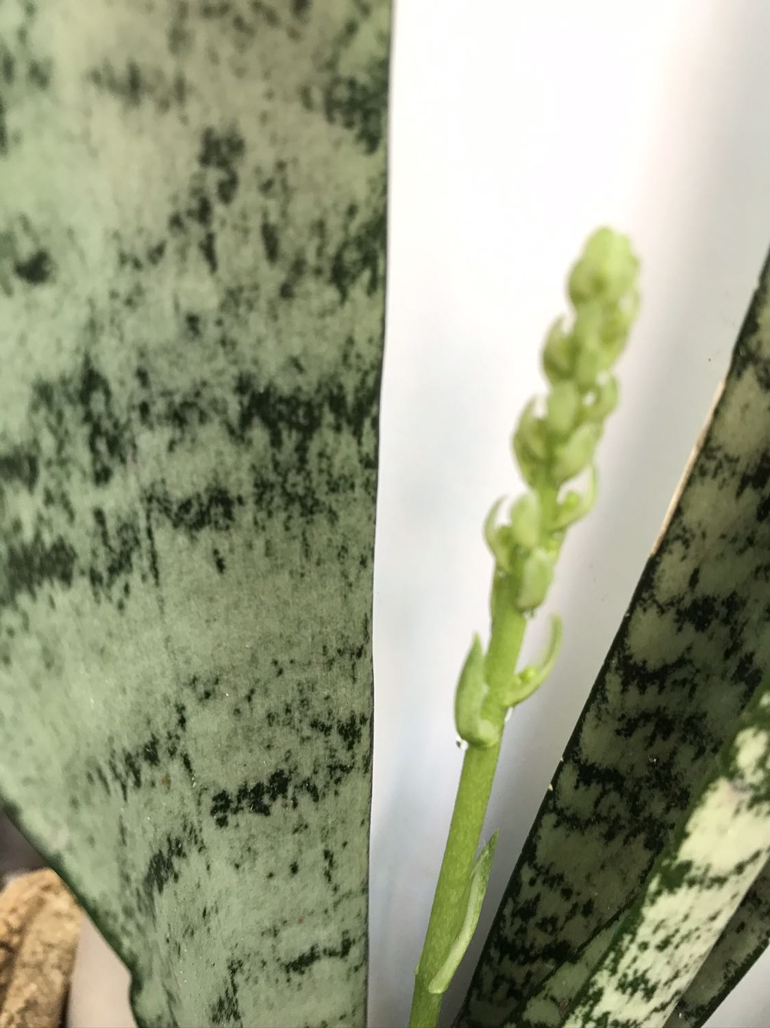 Thực phẩm dùng được, nhưng cứng chứ không giòn.