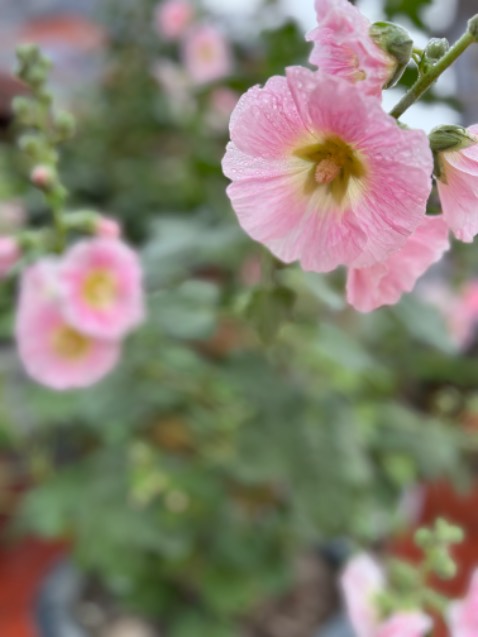 ốp đẹp, chắc chắn, vừa khít máy, t dùng 13 pro và 15 bao năm nay chỉ ưng mua của shop. Chất lượng uy tín.