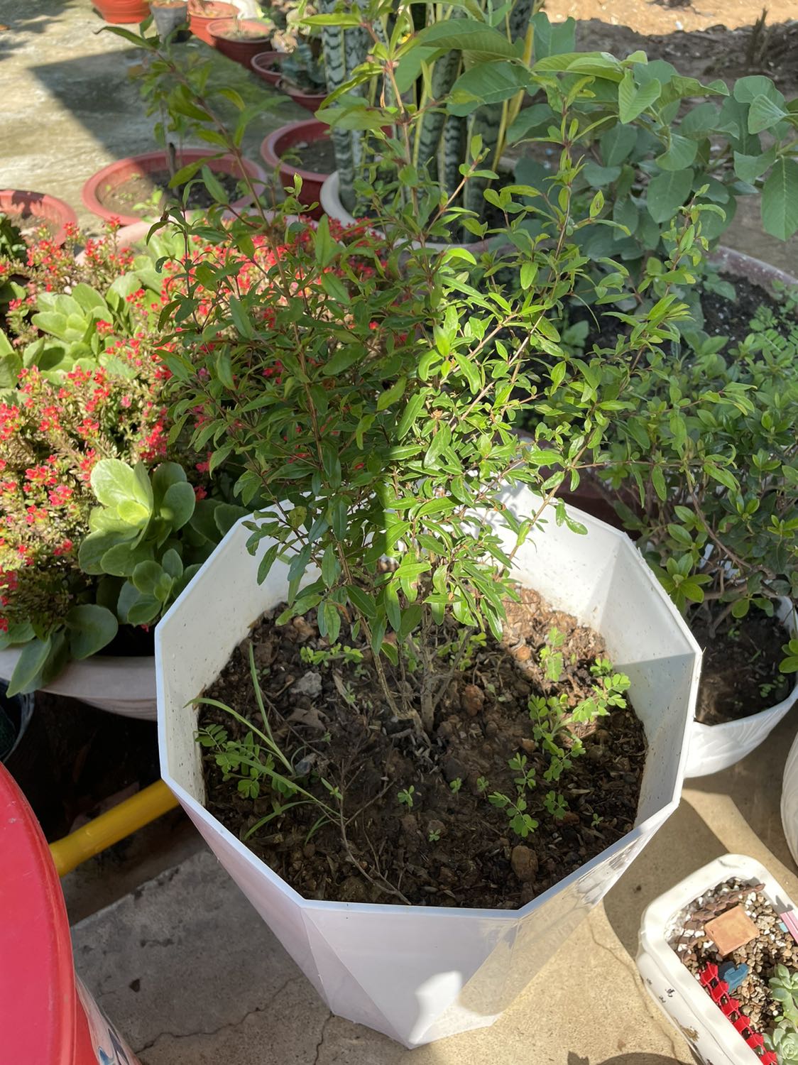 Sản phẩm đẹp giao nhanh. Cây chưa có trái.