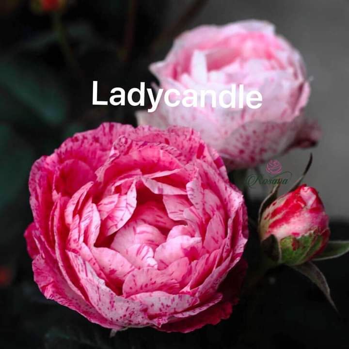 dùng thik lắm mềm mượt. tóc m khá bông dùng xong thấy mượt hơn nhiều dùng thik lắm mềm mượt. tóc m khá bông dùng xong thấy mượt hơn nhiều