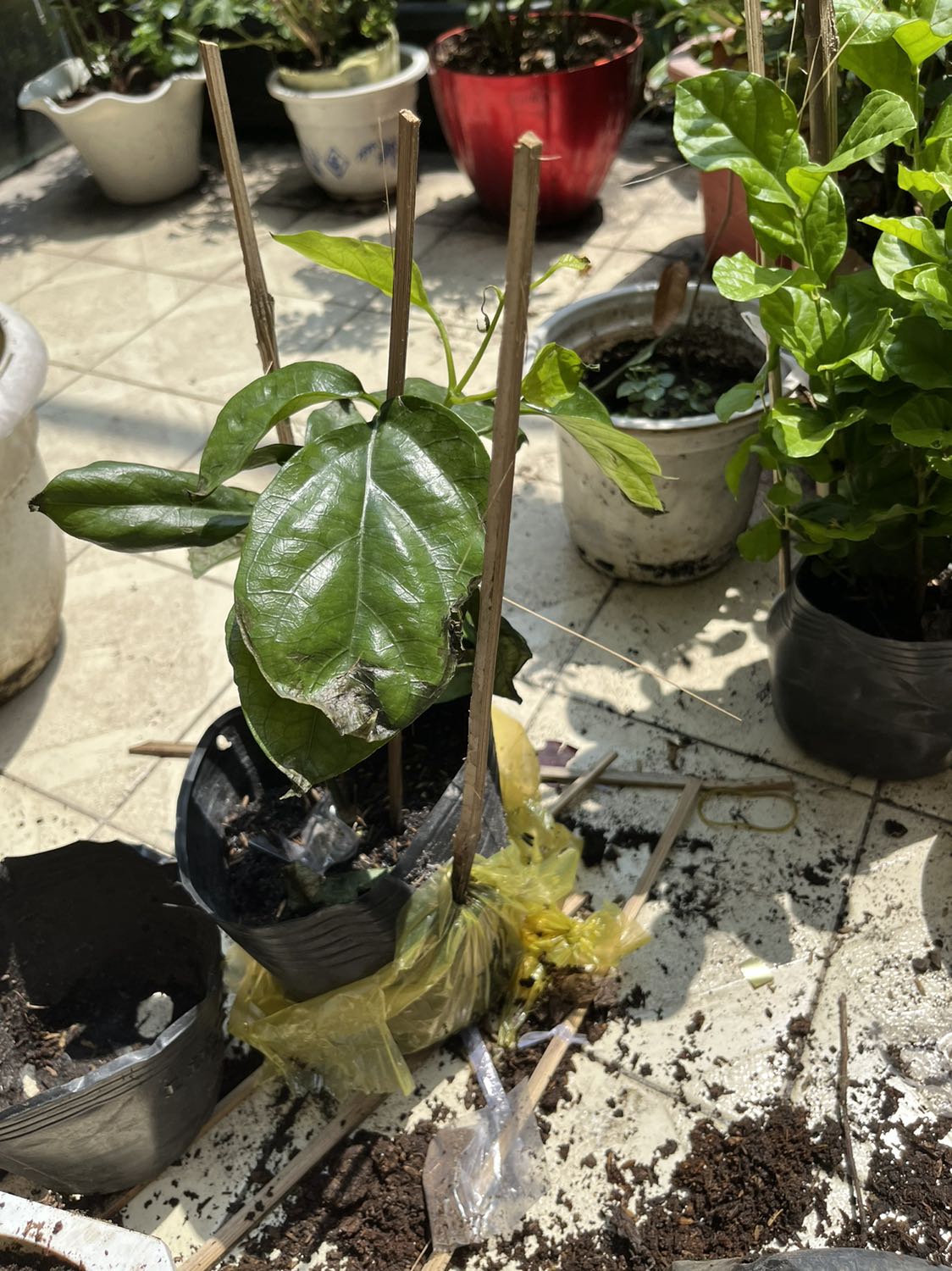 Không nhận được cây này mà nhận được cây khác ko biết tên