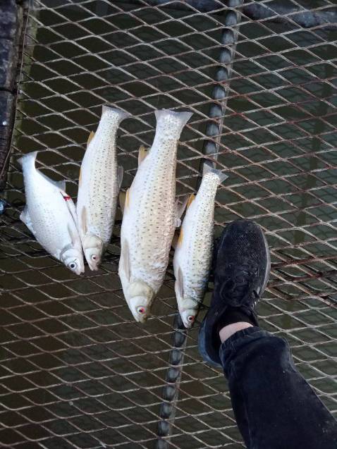 Hang ok hop voi gia tien