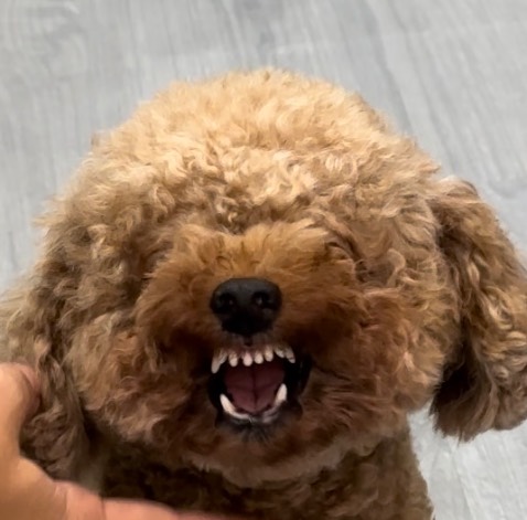 Minh nhận đc hàng rồi chảo đẹp ok lắm. Màu thì xuât sắc luôn ạ