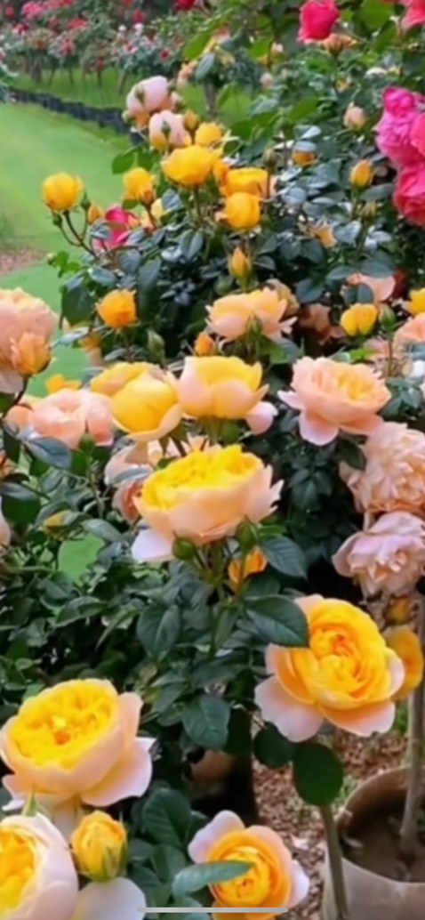 Nội dung hấp dẫn