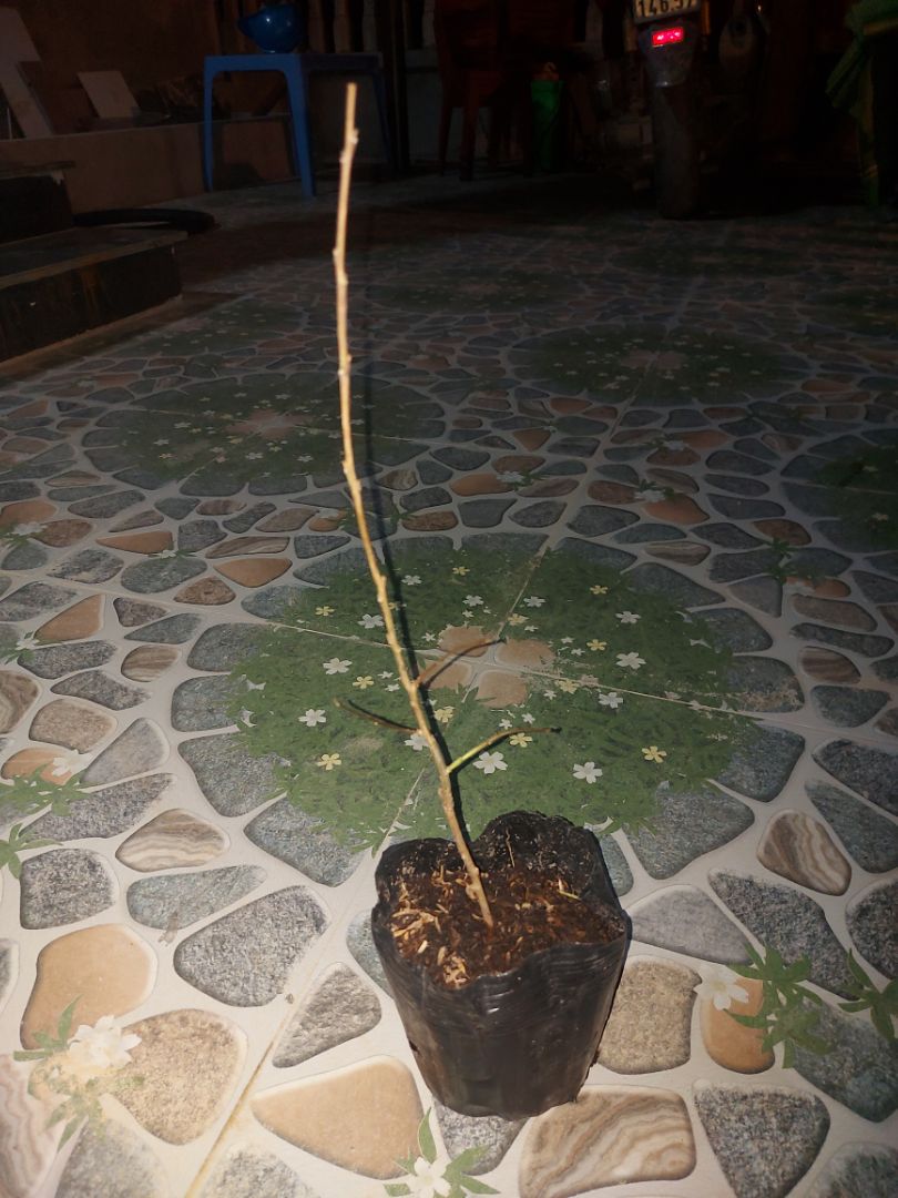 Do xa quá mà gửi cây lên đến nơi, nó đã bị héo khô! Không trồng đc nữa.