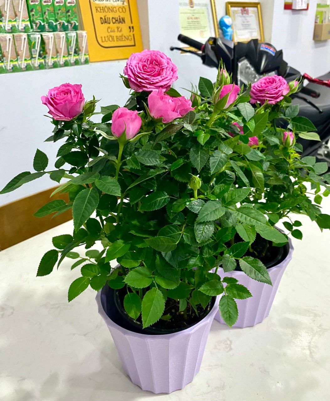 con mình uống sữa này từ nhỏ , tăng chiều cao 1,85m giờ vẫn u