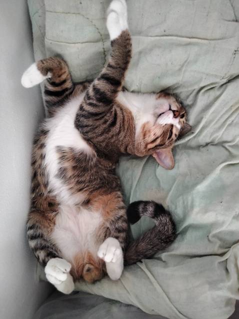 hạt nầy mắc, nhưng meo meo nhà mình thích mê.
Ăn mỗi lần một nắm, nhưng ăn sạch không còn mảnh vụn luôn.
Tính ra không phí, vì so các loại hạt khác tụi nó hay bỏ mứa/