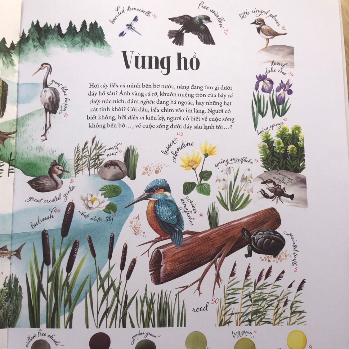 Quyển này mình thích vì nó có tên gọi cho từng màu sắc, chia theo hệ sinh thái riêng từng vùng địa lý. Tuy nhiên nó hợp để tra cứu hơn là để đọc cho bé nhỏ! Mình nghĩ bé tầm 10 tuổi trở lên thích về màu sắc chắc là hợp với quyển này!