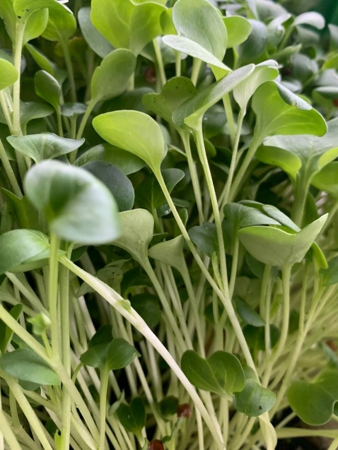 hình anh để nhận xu nhưng hàng tót