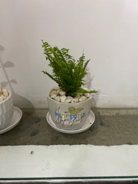 Cây đẹp, khoẻ mạnh, shop ship nhanh, hỗ trợ nhanh, sẽ tiếp tục ủng hộ. Cây hơi xơ xác vì con mồn lèo nó cắn hết lá