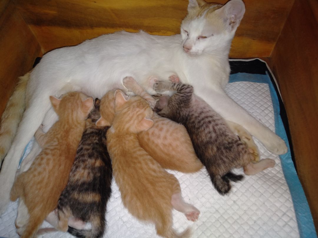 mèo nhà ưng với ăn mạnh hơn loại mình mua lúc trước.Sẽ mua tiếp lần tới.