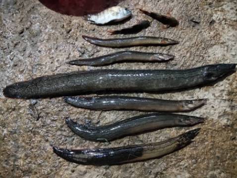 Hàng ổn lw chất lượng ô và kê ☺☺☺☺☺☺☺☺shop thân thiện lw mn nên ủng hộ shop 👍