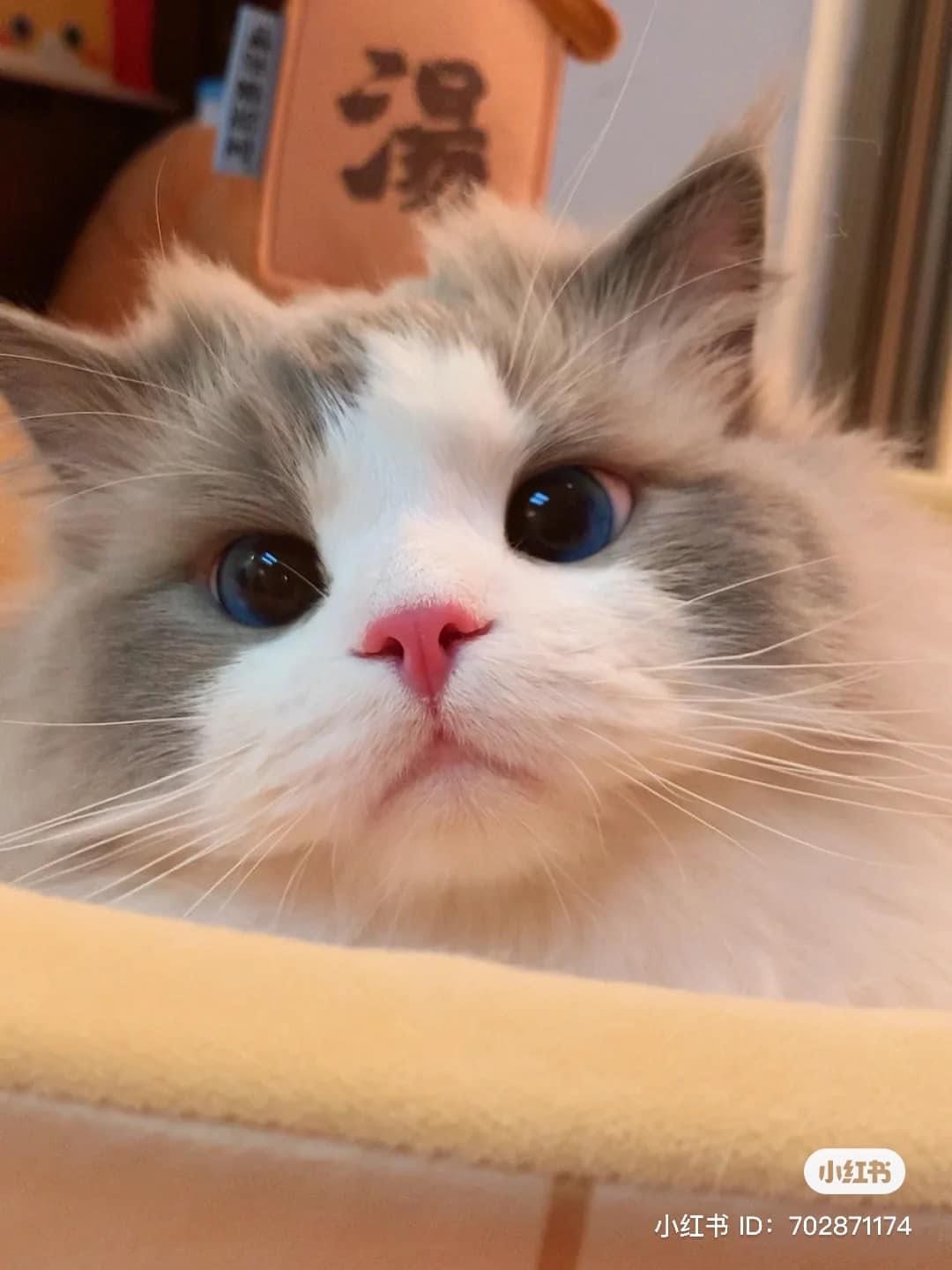 Xài ngonnn, giống như mô tả, nên mua