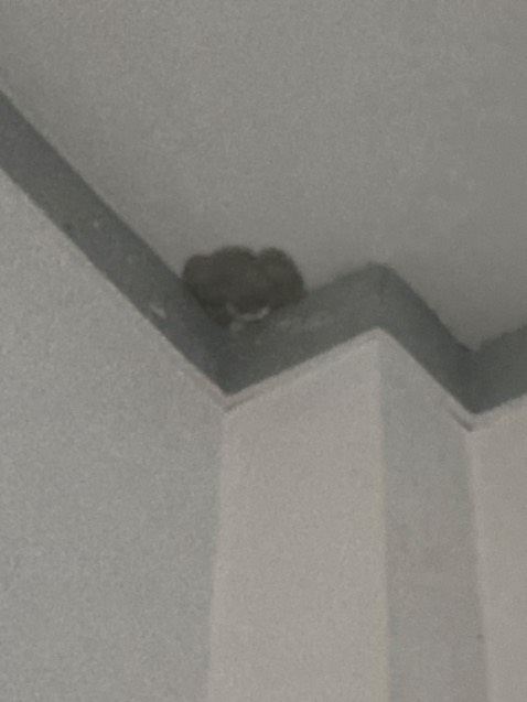 Dùng được, xài chỗ chuột cắn